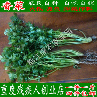 都江堰农家菜园 时令蔬菜鲜嫩香菜芫荽香荽胡荽 酸菜鱼盐须调香料