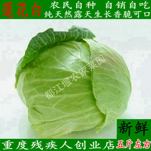 都江堰农家菜园蔬菜莲花白大头菜包菜卷心菜香脆新鲜五斤左右包邮