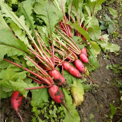 农菜蔬菜优质红萝卜红皮萝卜时令胡萝卜泡菜原料泡萝卜五斤装包邮