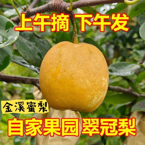 正宗金溪蜜梨新鲜翠冠梨天桂梨水晶梨脆甜新鲜应季现发水果整箱