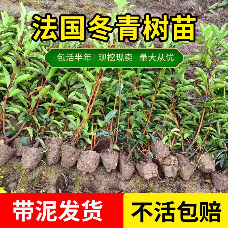 法国冬青树苗直立绿篱笆庭