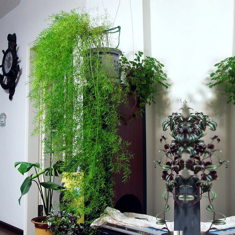 吊兰四季长青天门冬武竹丝耐寒植物绿植阳台花园垂吊花卉盆栽花苗