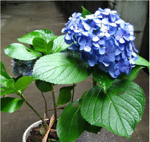 当年开花盆栽绿植绣球苗 幸运花 八仙花 洋绣球花苗紫阳花 花期长