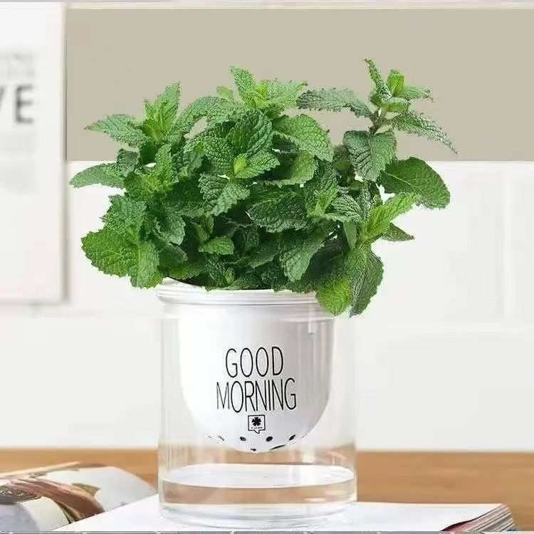 可食用薄荷盆栽泡茶四季常青留兰香新鲜薄荷叶室内驱蚊植物绿植