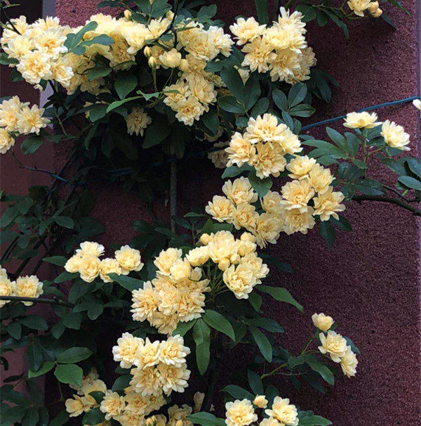 虎嗅蔷薇园精品黄木香花浓香七里香阳台庭院爬藤植物白木香花苗