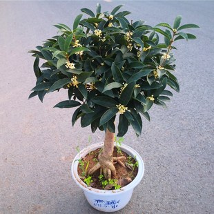 桂花树苗盆栽金丹日香桂盆景沉香桂流苏嫁接天香台阁佛顶珠四季桂