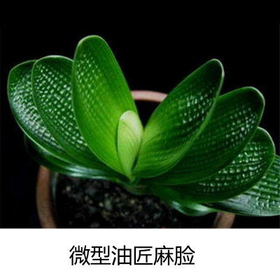 长春圆头盆栽带花苞君子兰