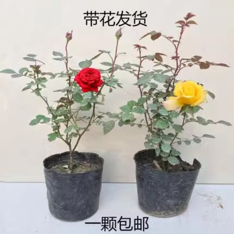 品种欧洲香水盆栽月季花苗