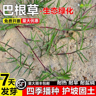 狗牙根草坪种子护坡固土耐热耐旱