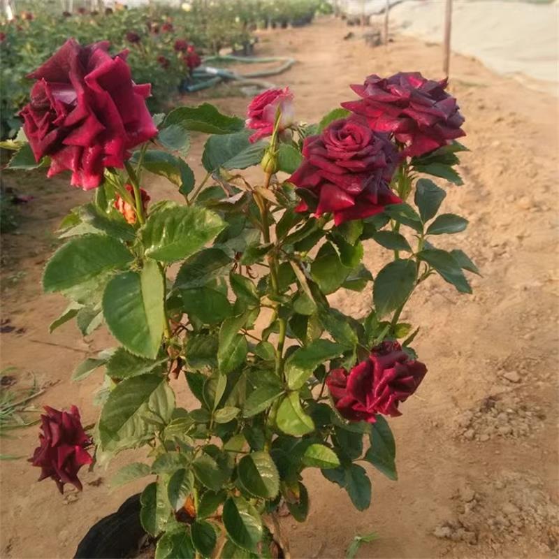 月季花苗黑美人黑夫人 路易十四玫瑰 正宗黑紫色玫瑰花当年可开花