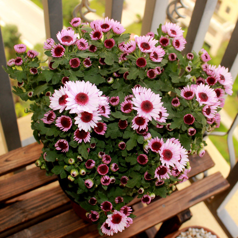 荷兰菊花盆栽鲜花盆栽花卉绿植菊花苗室外盆栽小雏菊多头菊带花苞