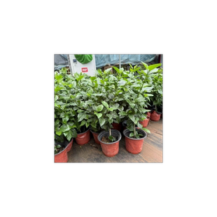 扶桑花苗四季重瓣盆栽红色朱瑾牡丹草花卉植物室内阳台绿植