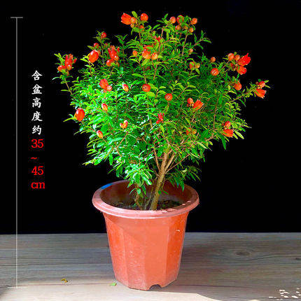 石榴树苗盆栽花卉植物室内