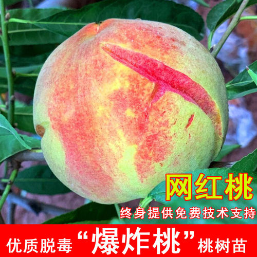 嫁接爆炸桃树苗果蔬盆栽