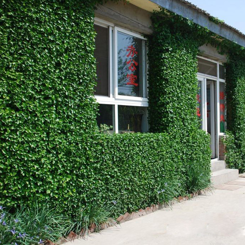 耐寒冬的爬藤花卉小叶扶芳