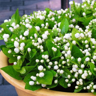 白色茉莉花苗盆栽室内开花观花植物阳台花卉盆栽多季开花双色茉莉