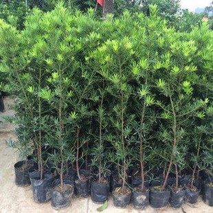 雀舌罗汉松树苗大叶罗汉松小叶 罗汉松小苗盆景 罗汉松