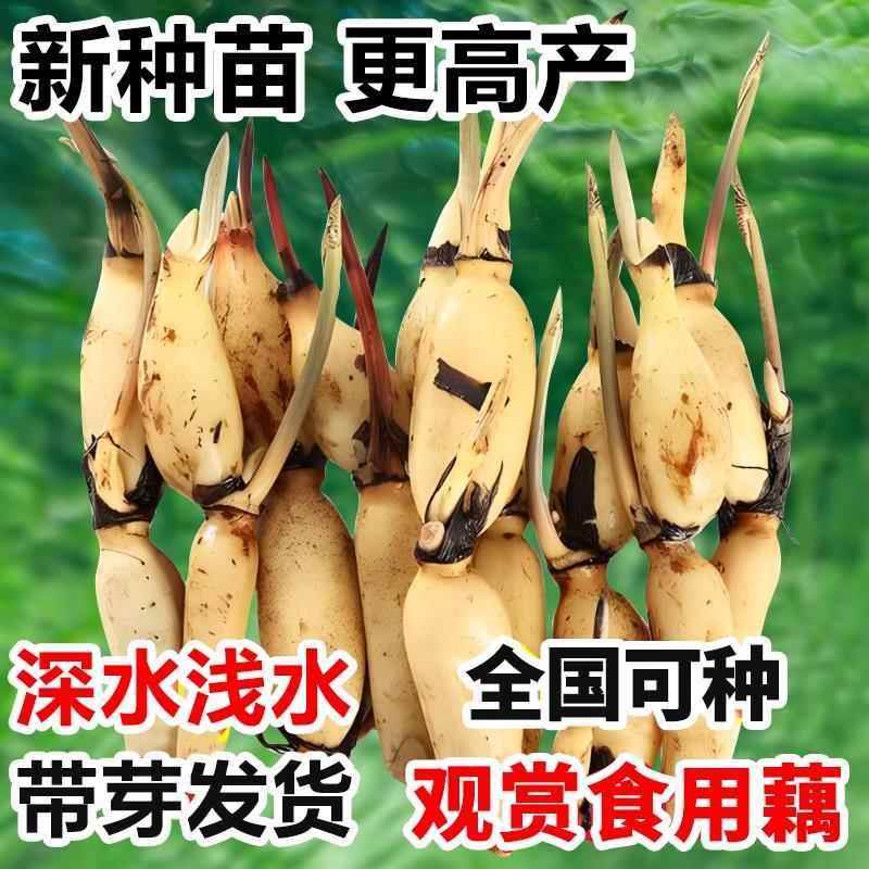 莲藕苗种食用根粉高产荷花