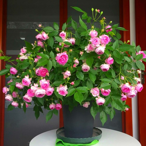 玛姬婶月季盆栽花苗阳台微