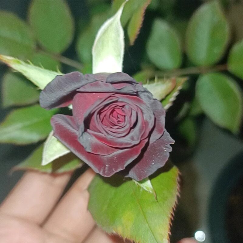 浓香大花玫瑰花苗流星雨芽变黑巴克紫黑色阳台月季大苗盆栽花卉