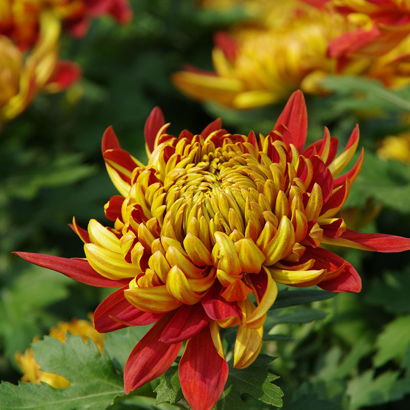 盆栽大菊花苗带花苞玛格丽特牡丹室内花九月菊花卉秋菊四季开花