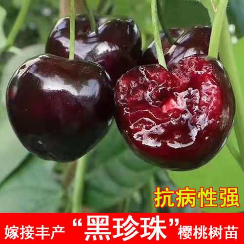 黑珍珠车厘子树苗嫁接大樱