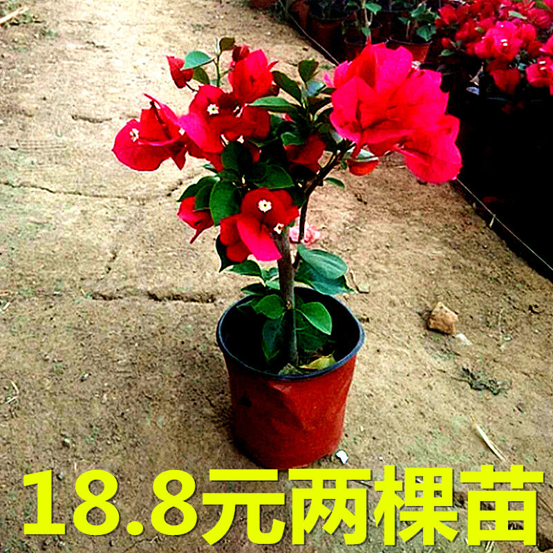 三角梅花卉盆栽室内盆栽庭院爬藤三角梅大苗重瓣叶子花红三角梅