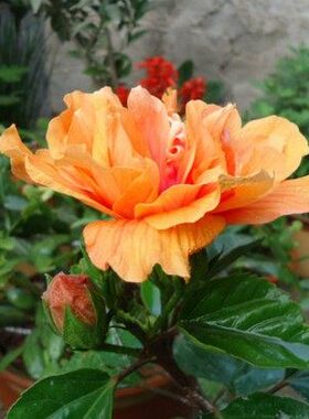 5年大苗 扶桑花苗 朱槿牡丹佛桑 观花绿植盆栽包邮