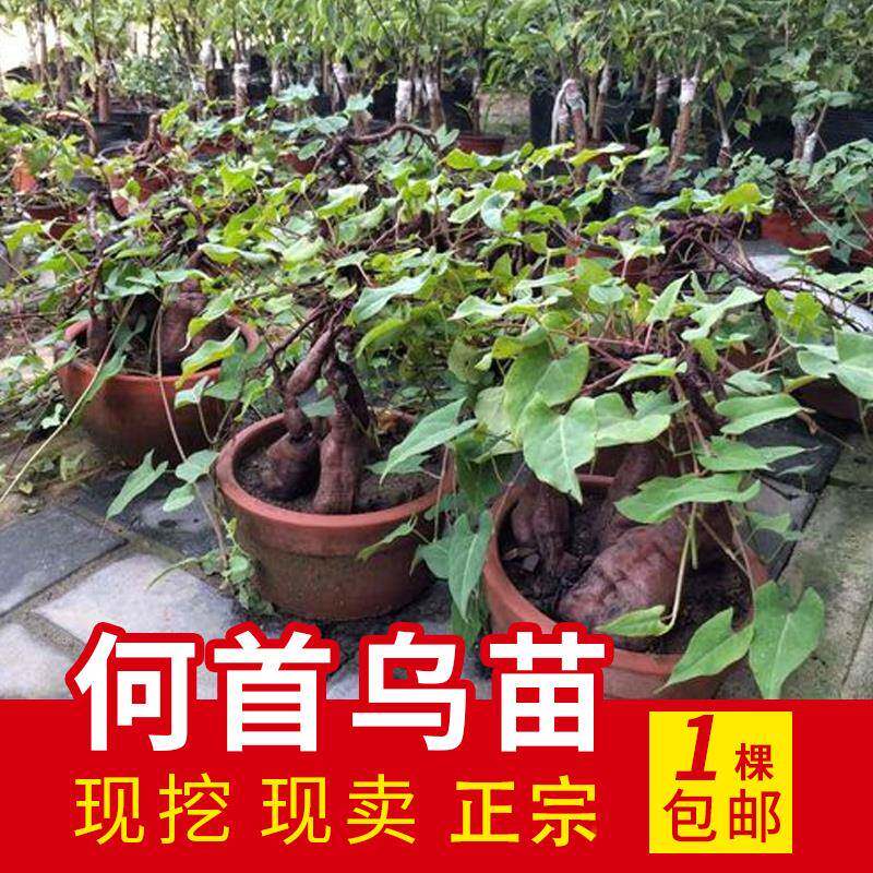 何首乌苗盆栽爬藤风水景子