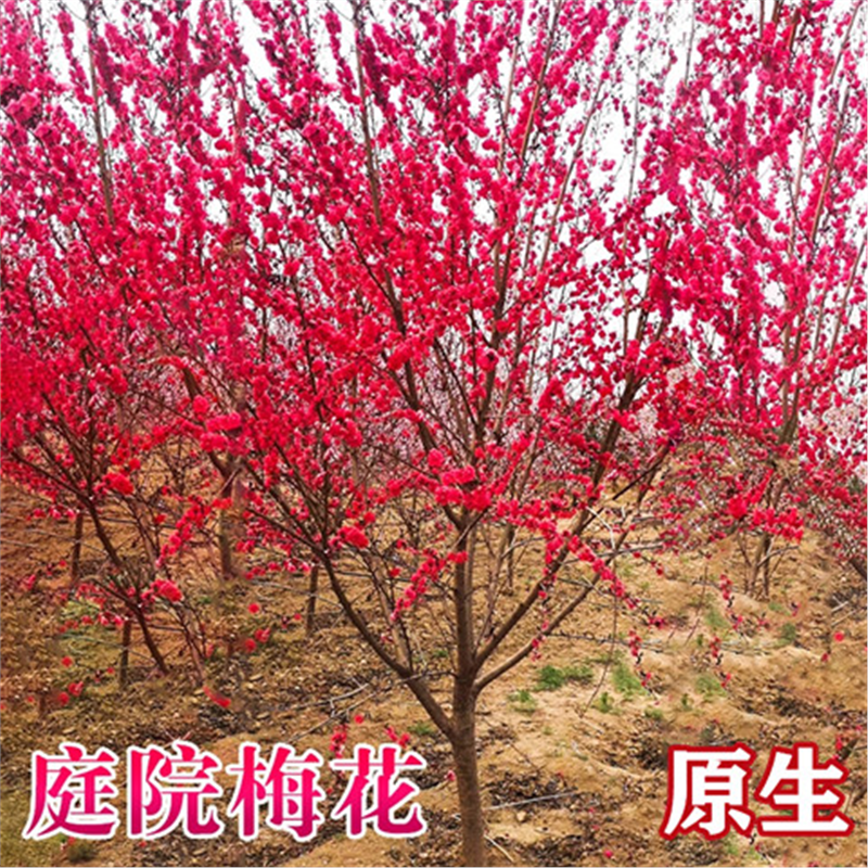 骨里红原生红梅花树苗盆栽老桩庭院耐寒树状植物浓香高杆绿梅树苗