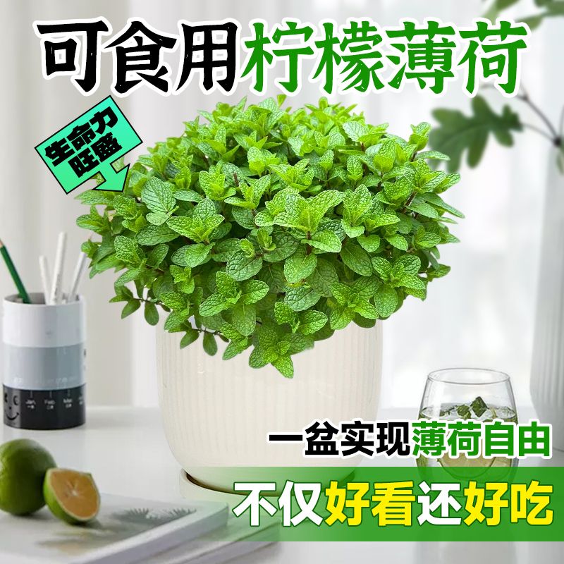 柠檬薄荷盆栽可食用水培土