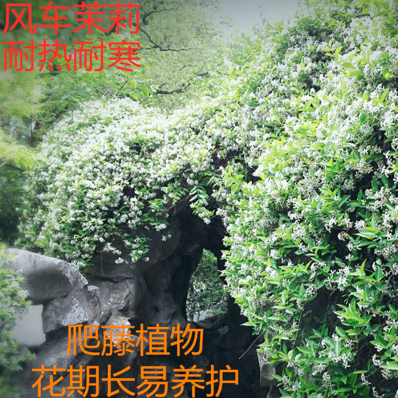 风车茉莉爬藤花卉植物络石藤大苗银丝茉莉四季常绿芳香庭院攀爬盆