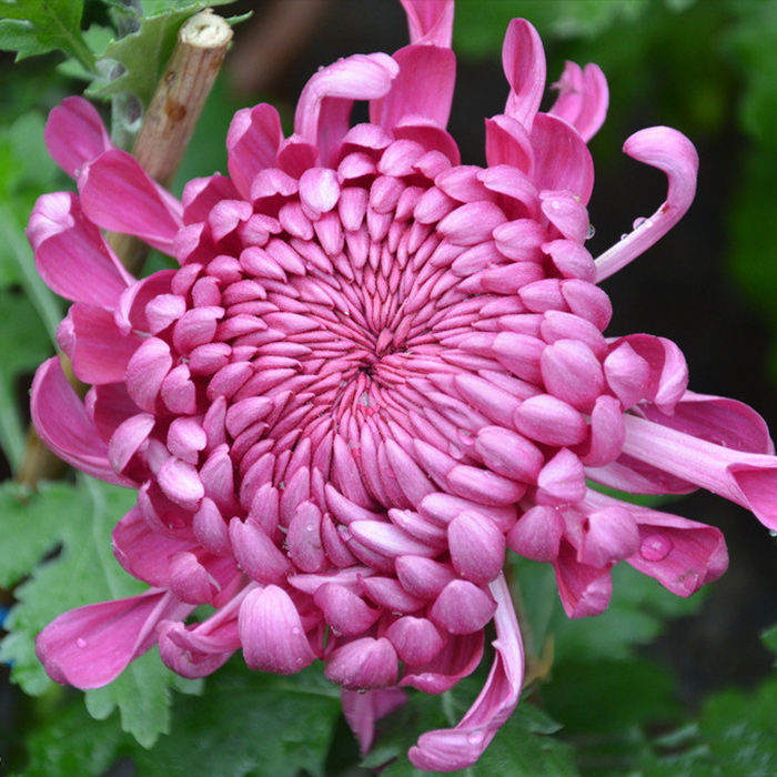 菊花苗盆栽四季开花小菊花盆栽小苗花卉室内盆栽九月菊当年开花-封面