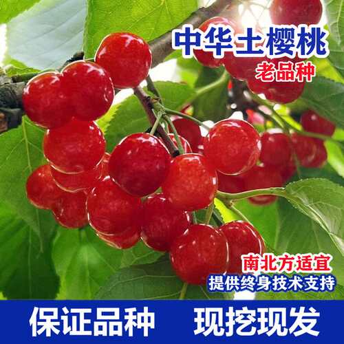 老品种樱桃树中华小盆栽车