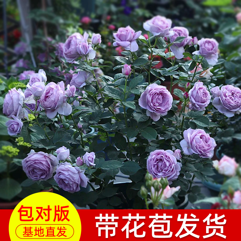 蓝色风暴月季大苗爬藤盆栽