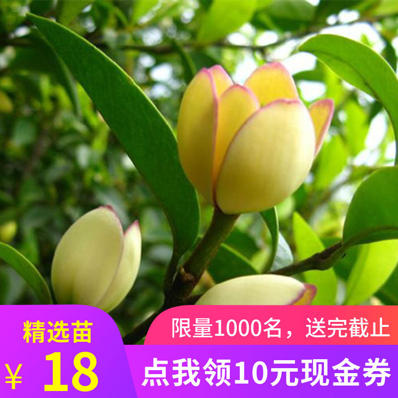 含笑花苗带花苞树苗盆栽开花很香的花卉浓香植物香花四季开花不断