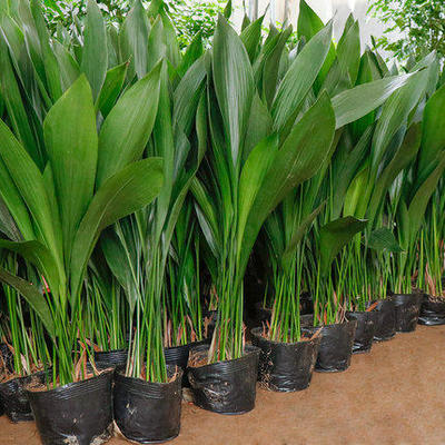 一叶兰植物室内客厅阳台办