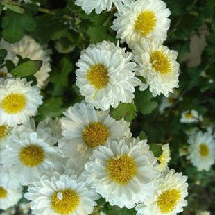 贡菊食用菊花苗多季 开金丝黄菊泡茶杭白菊盆栽绣球黄菊菊花大苗