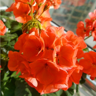 盆栽天竺葵苗重瓣天竺葵花苗天使之眼庭院阳台绿植