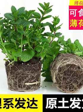 柠檬薄荷盆栽新鲜可食用薄荷叶苗驱蚊草水培好养花卉室内绿植物