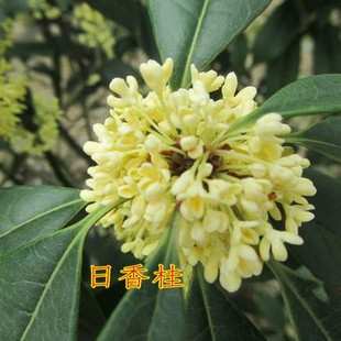 浓香型桂花树苗日香桂花期四季常青盆栽地栽树苗庭院地栽树
