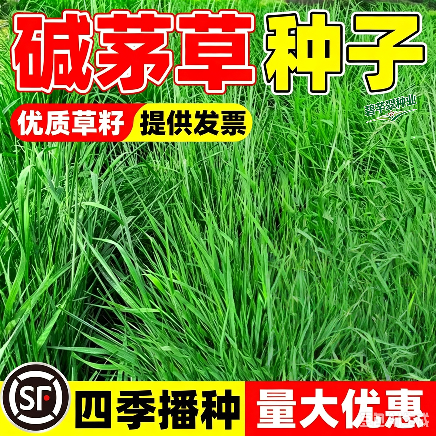 碱茅草种子护坡固土改良盐碱地冰草披碱草多年生牧草草籽生态修复