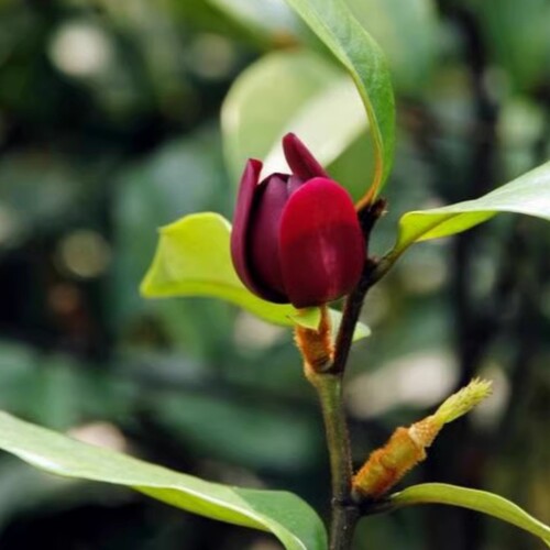多花含笑花苗 紫色含笑 红花含笑盆栽花卉绿植 浓香植物 香蕉花