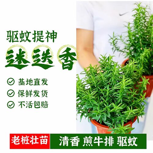 迷迭香盆栽大小苗草植物薄