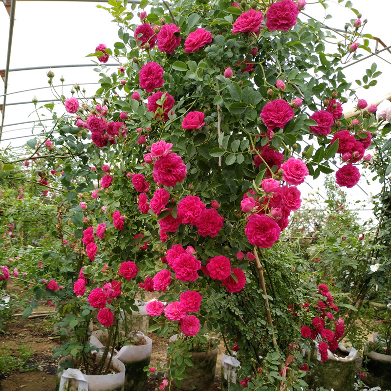 甜蜜红木香花苗爬藤植物花卉盆栽室外庭院浓香黄木香四季可种