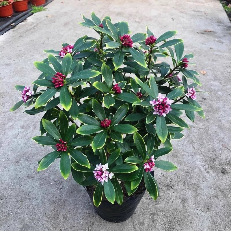金边瑞香盆栽浓型花卉景老