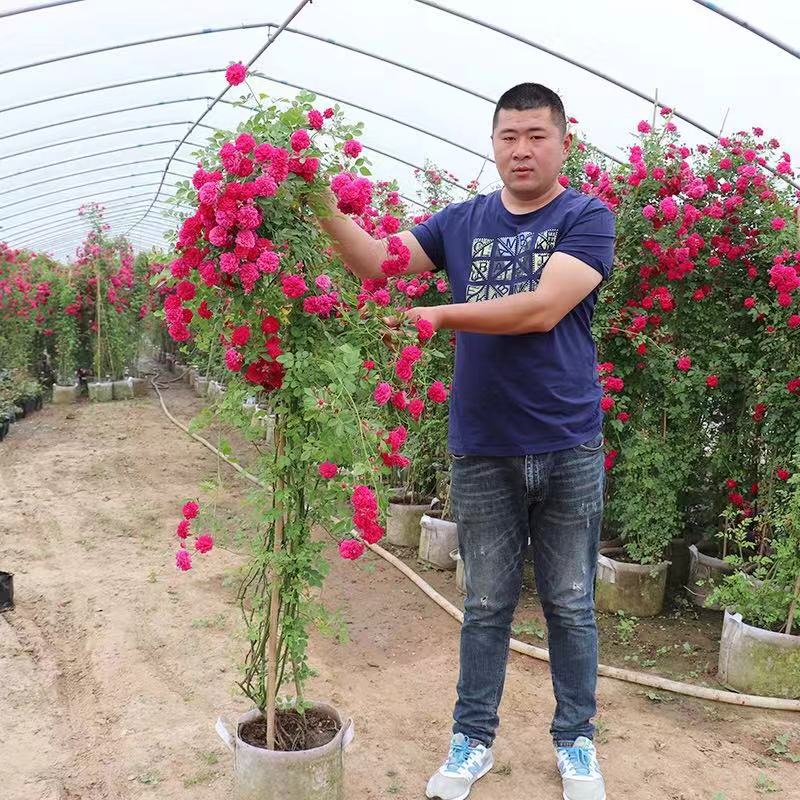 黄木香苗七里香十里香木香花苗