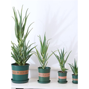 木立芦荟盆栽龙爪菊芦荟盆栽龙爪芦荟食用药用木剑芦荟花苗吸甲醛