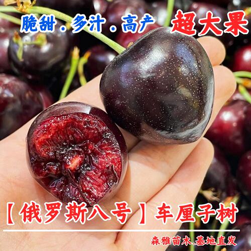 耐寒冻俄罗斯8号大樱桃苗