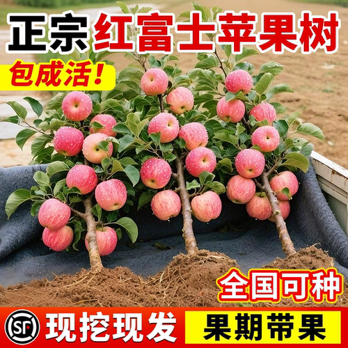 红富士苹果苗嫁接当年结果